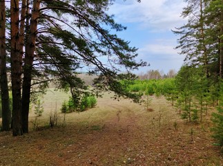 blue sky with clouds over a field with young pine trees at the exit of the forest