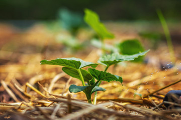 Cucumber seedlings are planted and have water droplets.
