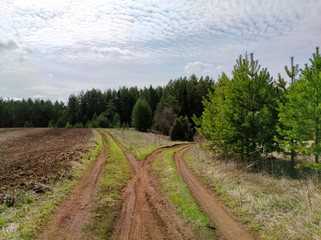 Fototapeta na wymiar sunny blue sky with clouds over a forked road by a pine forest and field