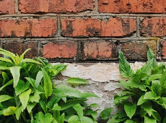 green grass on the background of an old red brick wall