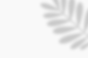 Abstract white background and shadow of a leaf of a tropical plant. Can be used as wallpaper or background. Banner. Flat lay, top view