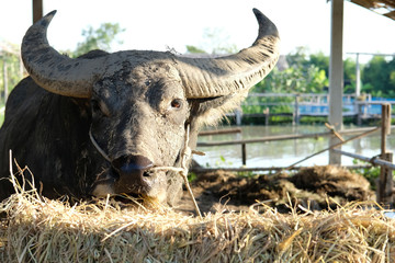 Close up of Buffalo face that pass a rope through the nose of the buffalo. Water buffalo, Asian buffalo in the farm.