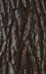 tree bark texture