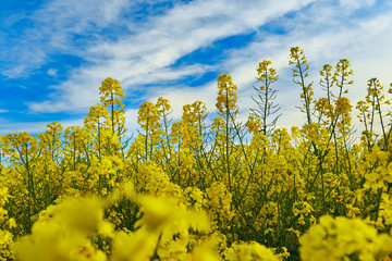 Bright yellow rapeseed flowers in spring against the blue sky on a sunny day.