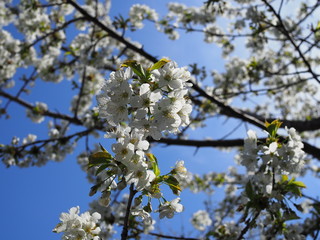 Spring blooming sakura cherry flowers branch in sunlight