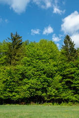 Beautiful nature at spring in the green forest