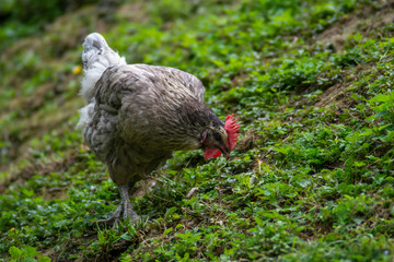 hen grazing freely in the field