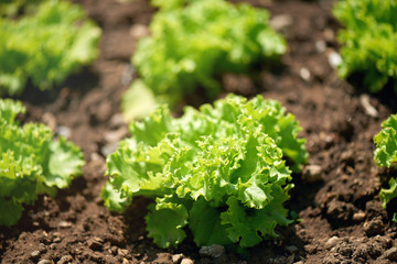 Close up of a fresh garden salad