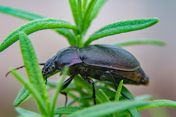 Ground beetle Carabus nemoralis on rosemary foliage. Macro photo. Natural composition