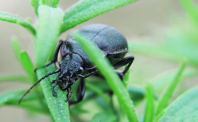 Ground beetle Carabus nemoralis on rosemary foliage. Macro photo. Natural composition