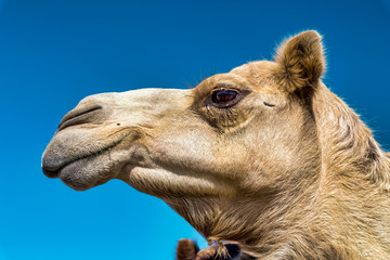 Camel Head Closeup Portrait in Desert.