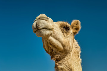 Camel Head Closeup Portrait in Desert.
