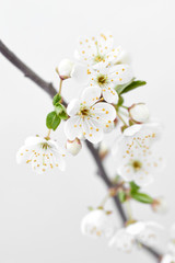 Close up cherry twig with flowers on a light gray background.