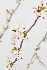 Congratulation background with spring blooming cherry branches.
