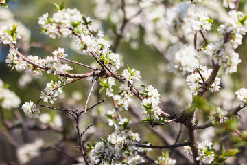Close-up of a blossoming apple tree. - 345514735