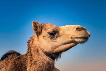 Camel Head Closeup Portrait in Desert.