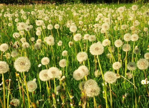 Fields full of dandelions in the spring sunlight	