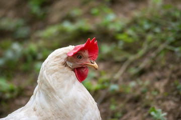 hen grazing freely in the field