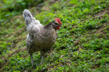 hen grazing freely in the field