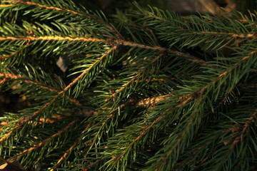Branch of spruce with green needles close-up. Needles of a living natural tree lit by the sun.
