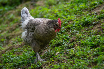 hen grazing freely in the field