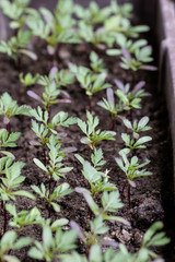 Marigold seedlings, several rows of young plants