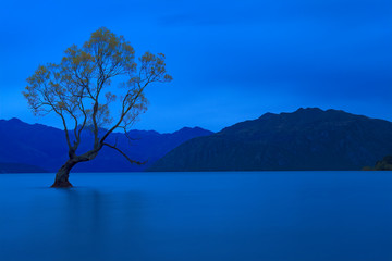 That Wanaka Tree, Wanaka, South Island, New Zealand