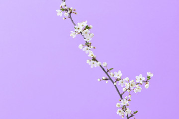 Cherry natural fresh branch in blossom on a purple background.