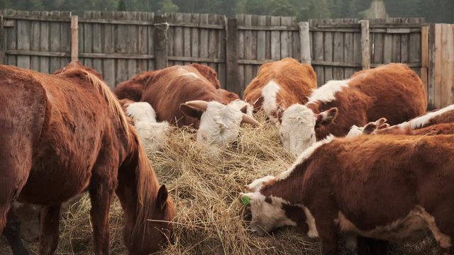 Farm: livestock graze and eat dry grass. Rural life: