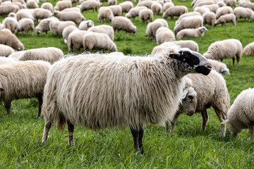 Many sheeps in the field