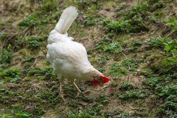 hen grazing freely in the field