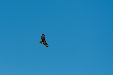 Bussard