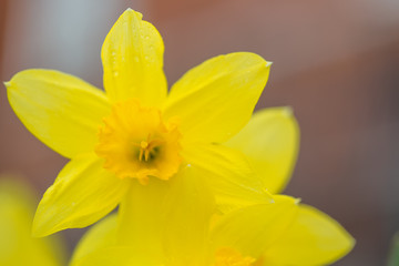 Yellow flower on a blurred background. Spring daffodils during flowering. Close-up photo.