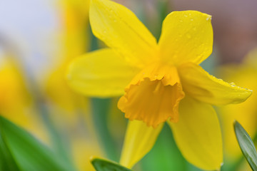 Fototapeta na wymiar Yellow flower on a blurred background. Closeup of an inflorescence. Spring daffodils during flowering. Close-up photo.