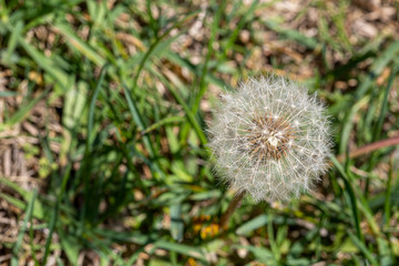 dandelion in the grass
