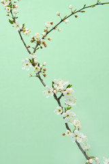 Blooming tender cherry twig against pastel green background.