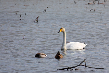 고니가 보이는 아름다운 겨울 풍경