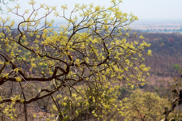 Forest tree Summer camp India