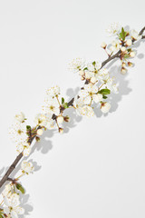 Diagonal greeting card from blooming cherry twig with shadows.