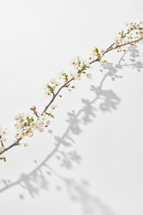 Greeting card with fresh branch of cherry tree with shadows on white.