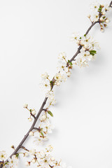 Diagonal festive composition from blooming cherry twig on a white background.