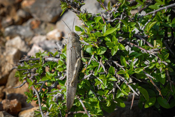 An Egyptian Locust (Anacridium aegyptium) sitting on a bush