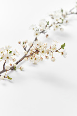 Festive card with fresh natural cherry twig on a white background.