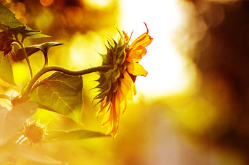 Duży ozdobny kwiat słonecznika w pięknych mocnych promieniach żółtego słońca - obrazy, fototapety, plakaty