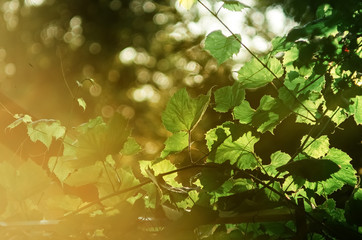 Fototapeta Zielona roślina bluszcz w promieniach słońca Wiosenny Letni element do ogrodowego projektu obraz