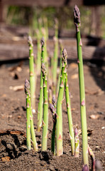 Young green asparagus sprouts are grown on a garden bed. Spring asparagus harvest.