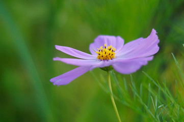 purple flower on green background, Cosmea flower