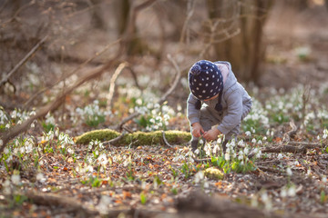 Little pretty girl in a clearing of snowdrops. A child walks in the spring forest.