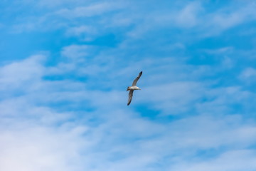 Flying bird river gull on the background of blue sky and white clouds (Background, banner, Wallpaper)