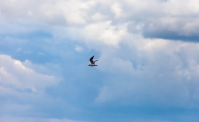 Flying bird river gull on the background of blue sky and white clouds (Background, banner, Wallpaper)